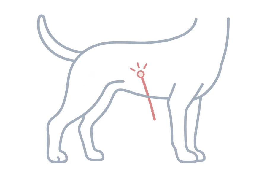 おなかに入れた内視鏡カメラを示した犬のイラスト