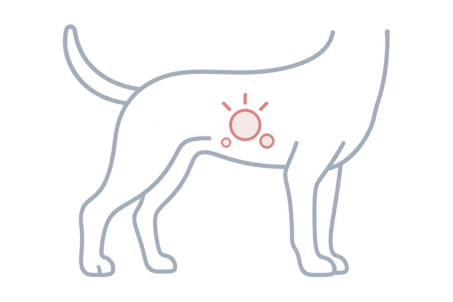 体のしこりを示した犬のイラスト