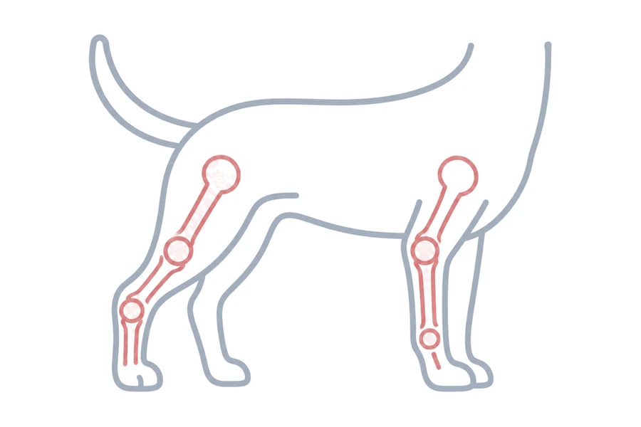 後ろ足の骨格を示した犬のイラスト