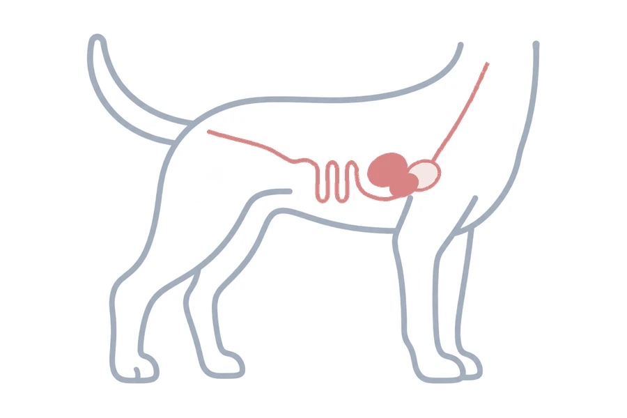 おなかの臓器を示した犬のイラスト