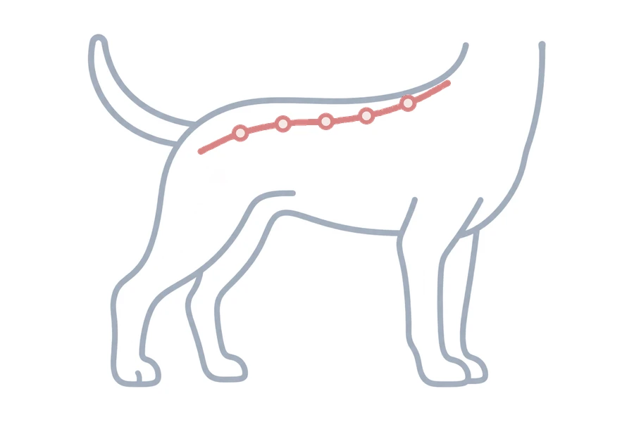 背骨を示した犬のイラスト