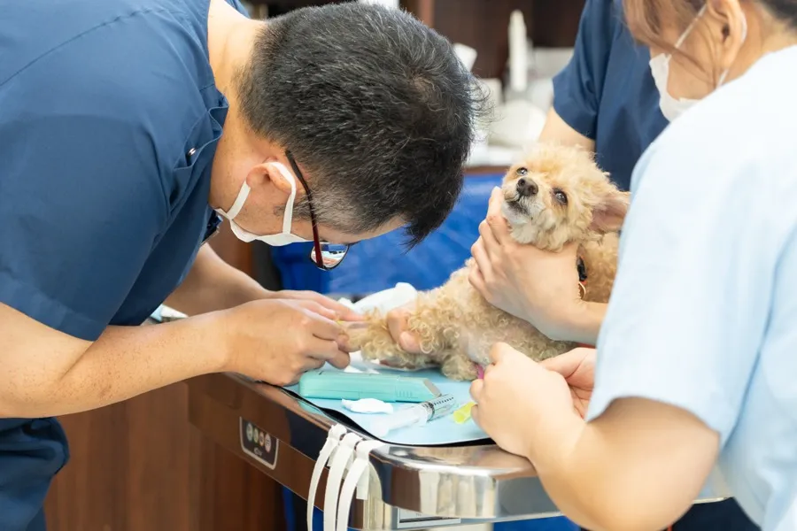 処置台で犬に注射を行う獣医師と、体を支える看護スタッフ